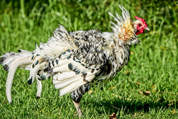 istock Hamburg Cockerel in the garden 1319887893
