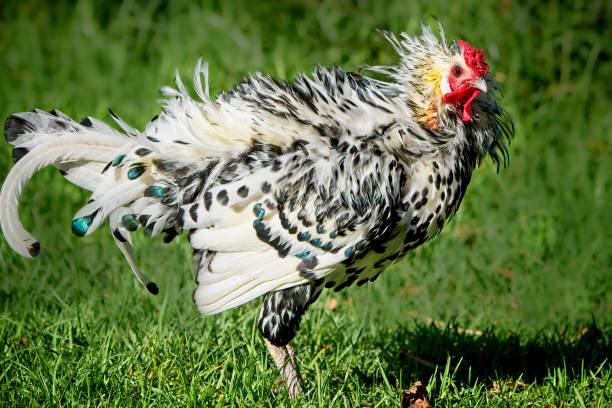 istock Hamburg Cockerel in the garden 1319887908