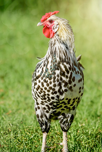 The Silver Spangled Hamburg or Hamburgh rooster