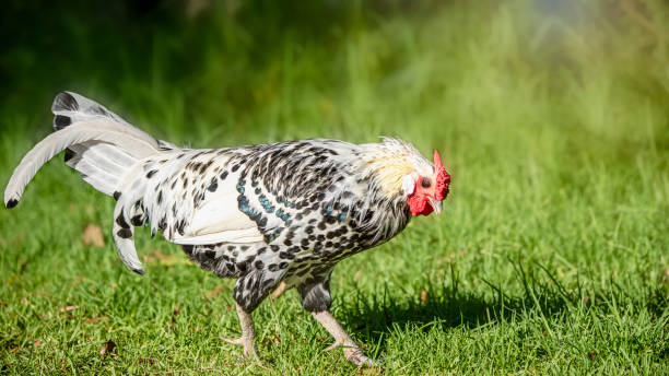 istock Hamburg Cockerel in the garden 1319887931
