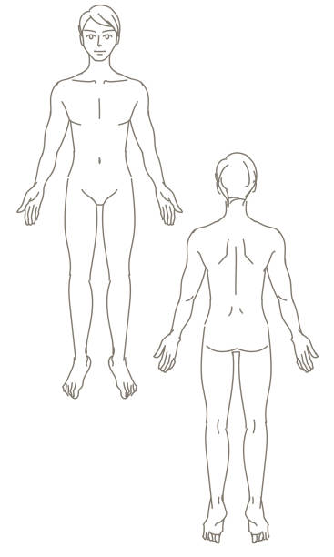 ilustrações de stock, clip art, desenhos animados e ícones de illustration of the whole body and back of a man - rear view human arm naked men