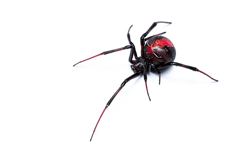 Redback Spider isolated on a white background, Australian Black Widow, closeup macro detail of deadly venomous spider.