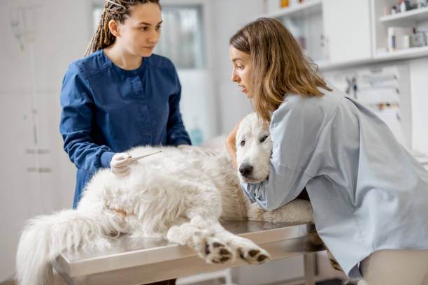 istock Veterinarian measures the dog's temperature 1319888992