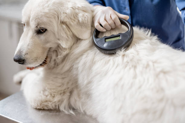 istock Veterinarian checking microchip implant under sheepdog dog 1319889683