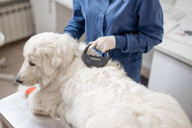 istock Veterinarian checking microchip implant under sheepdog dog 1319889687