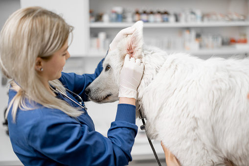 Female doctor makes an inspection of the ears of big white dog at vet clinic with. Pet care and check up. Visit to the veterinarian. Cleaning procedure.
