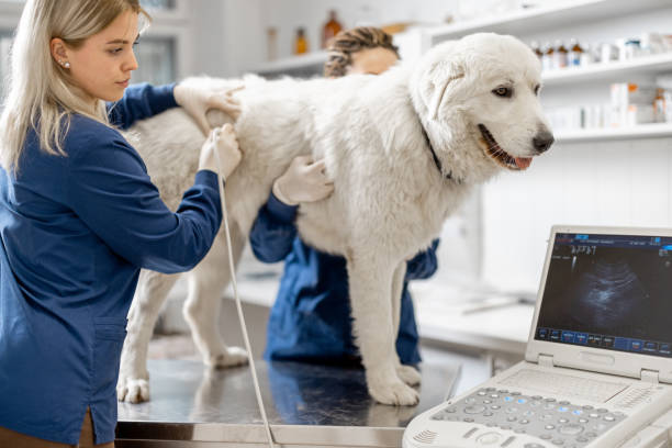 Veterinary Assistant Program Nova Scotia