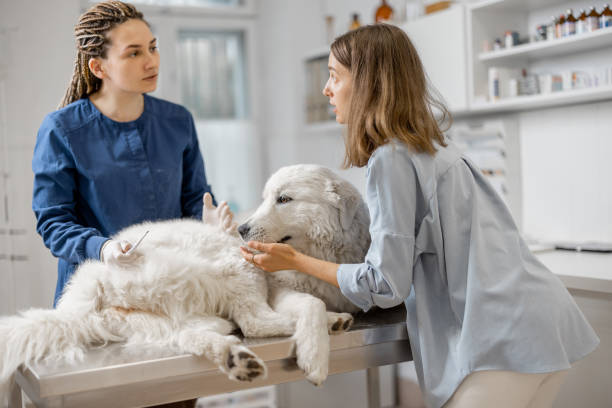 Veterinarian measures the dog's temperature