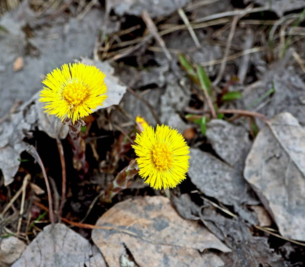 istock first yellow spring flowers mother and stepmother 1319891416