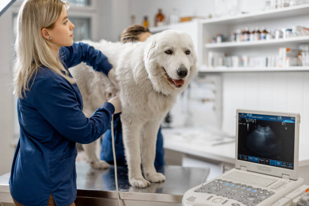 istock Veterinarian examines the dog using ultrasound. 1319891439