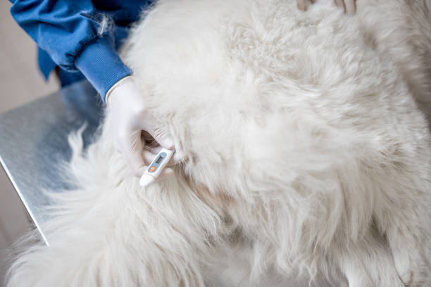istock Veterinarian measures the dog's temperature 1319892259