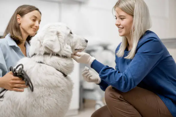 Photo of Veterinary doctor look at the dog after removed a tick