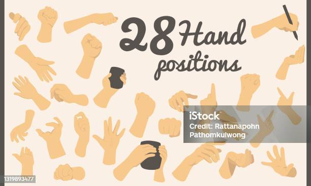 Five Position Hand Human Hands In Various Positions And Different Views Stock Illustration ...
