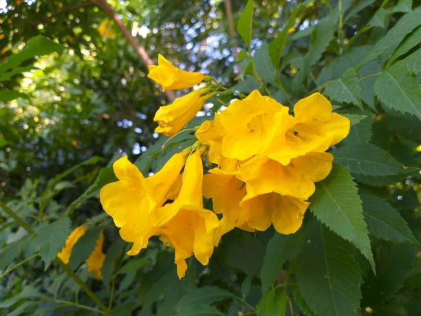 istock yellow Tecoma stans flower in nature garden 1319894415