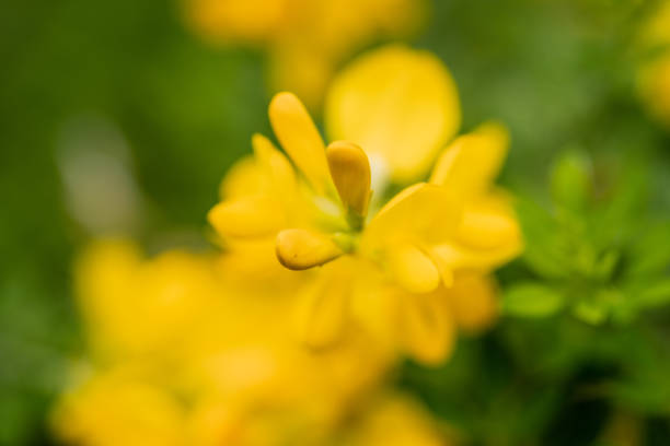 Yellow scotch broom flowers in spring