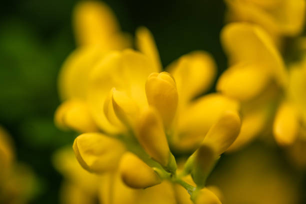 Yellow scotch broom flowers in spring