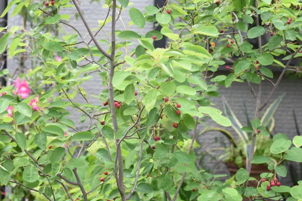 Juneberry (Amelanchier canadensis). Rosaceae deciduous fruit tree.