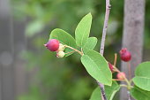 juneberry.jpg?b=1&s=170x170&k=20&c=1FlYV6WIwUL9-V2ggR7v8-JOV2XGk8S6k6FwincWyF4=