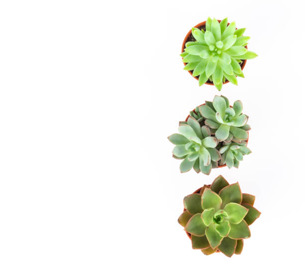 istock Top view green succulent cactus in pot isolate on white background, decoration concept 1319896601
