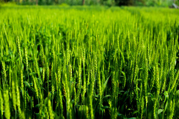 Wheat Farming in traditional rural area in india Winter session