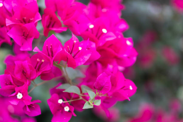 클로즈업 핑크 피어링 부겐빌레아 꽃, 선택적 초점 - bougainvillea 뉴스 사진 이미지