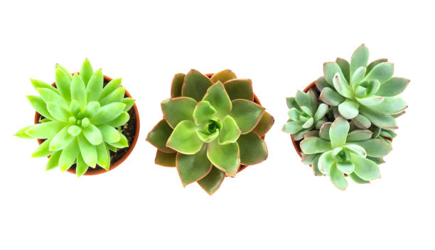 istock Top view green succulent cactus in pot isolate on white background, decoration concept 1319898291