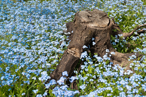 Background from blue flowers and stump, top view.