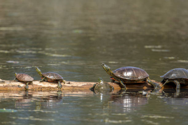 istock Turtle trying to get up on a log with others. 1319899307