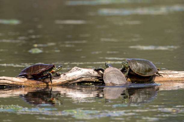 istock Turtle tries to get up on log as others watch. 1319899309