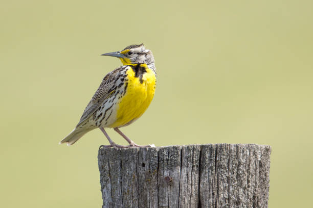 Western meadowlark looks back the other way at the National Elk and Bison Range in Western Montana.