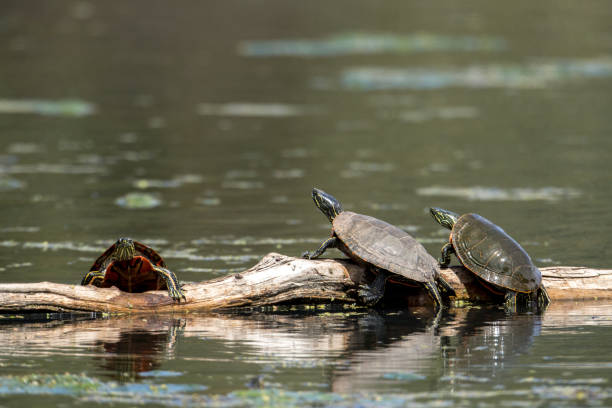istock Two turtles watching the other climb up. 1319899318