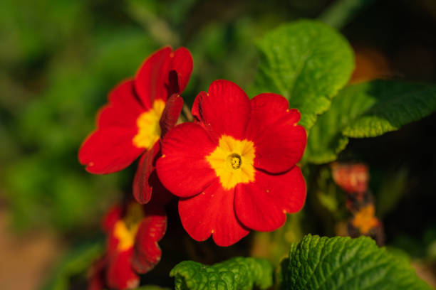 Primrose flowers are blooming in spring