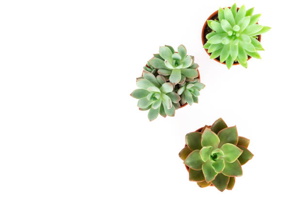 istock Top view green succulent cactus in pot isolate on white background, decoration concept 1319899643