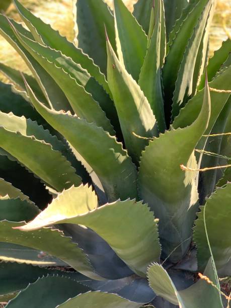 istock Agave Pant in Sun 1319900262