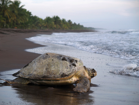 Sea turtle en parque nacional Tortuguero, Costa Rica photo