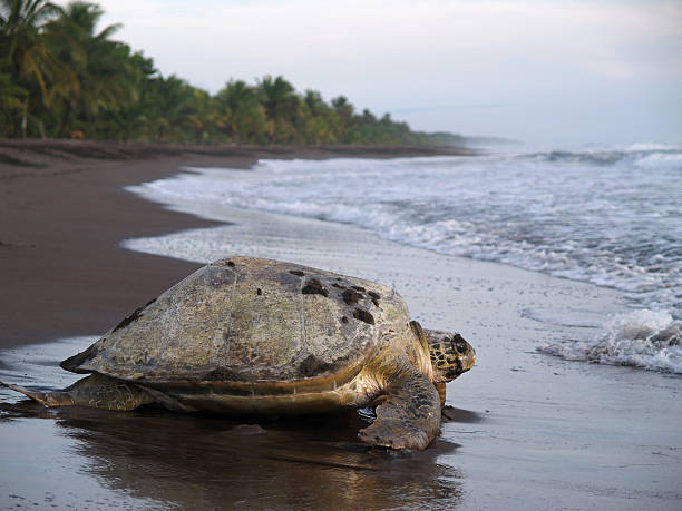 Sea turtle in Tortuguero National Park, Costa Rica Sea turtle diggin in the sand to put her eggs on August 2010, in Tortuguero National Park, Costa Rica tortuguero photos stock pictures, royalty-free photos & images