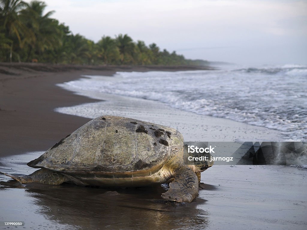 Tartaruga marinha no Parque nacional de Tortuguero, Costa Rica - Royalty-free Parque nacional de Tortuguero Foto de stock