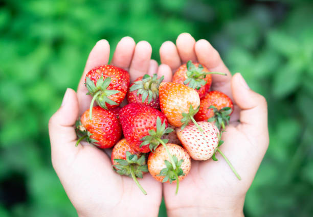 istock Hand holding fresh strawberry with green nature background, selective focus 1319901103
