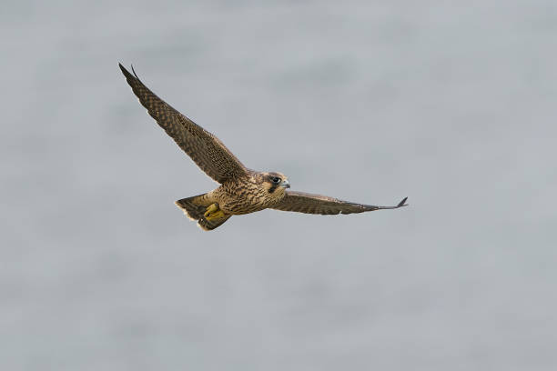 istock Peregrine falcon (Falco peregrinus) Juvenile 1319901388
