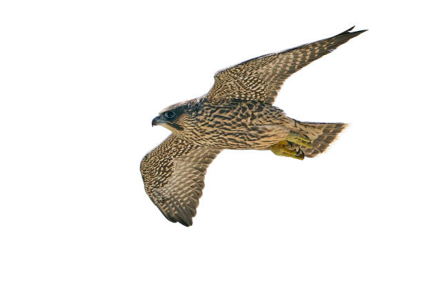 istock Peregrine falcon (Falco peregrinus) Juvenile 1319901389