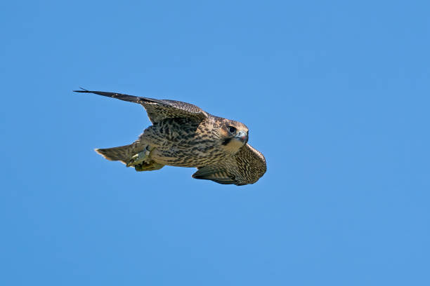 istock Peregrine falcon (Falco peregrinus) Juvenile 1319901410