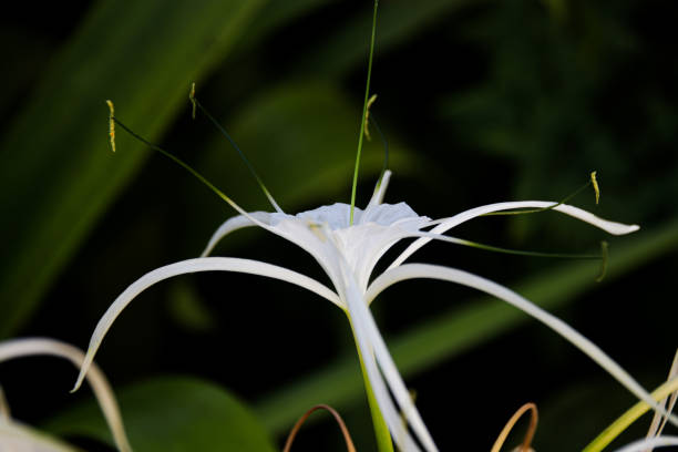 istock Close up Blooming white flower 1319903257