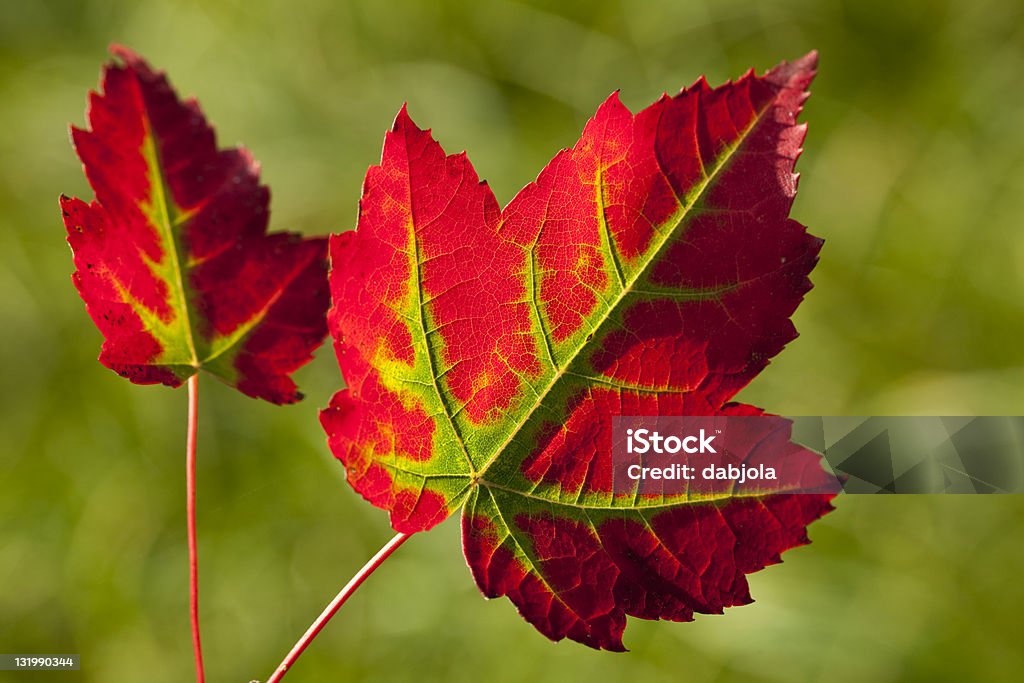 Foglie di autunno - Foto stock royalty-free di Autunno