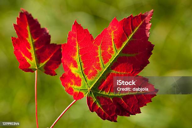 Foglie Di Autunno - Fotografie stock e altre immagini di Autunno - Autunno, Clonazione, Colore verde