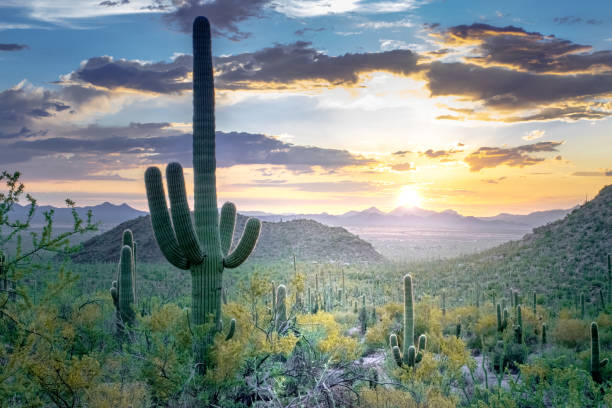 Saguaro in Desert at Sunset stock photo