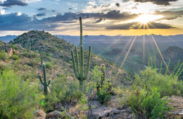 istock Saguaro on Desert Hill at Sunset 1319904018
