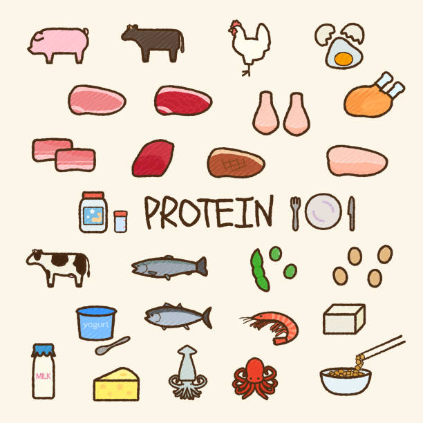 ilustrações, clipart, desenhos animados e ícones de conjunto de ilustração de alimentos proteicos - chicken fish beef pig