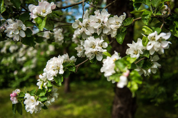 istock Beautiful spring apple tree flowers blossom, close up. Spring orchard branches sway in the wind 1319906521
