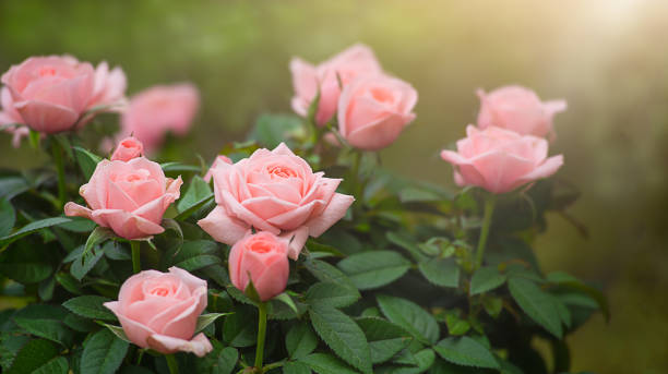 夕方の太陽の下でピンクのバラの茂み - バラ ストックフォトと画像