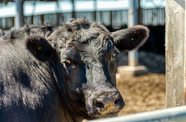 istock Black cow in the pasture 1319907318